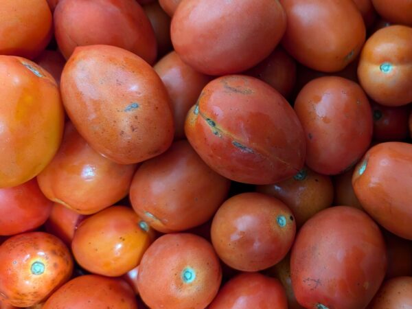 Tomates italiennes fraîches - 2e qualité (6)
