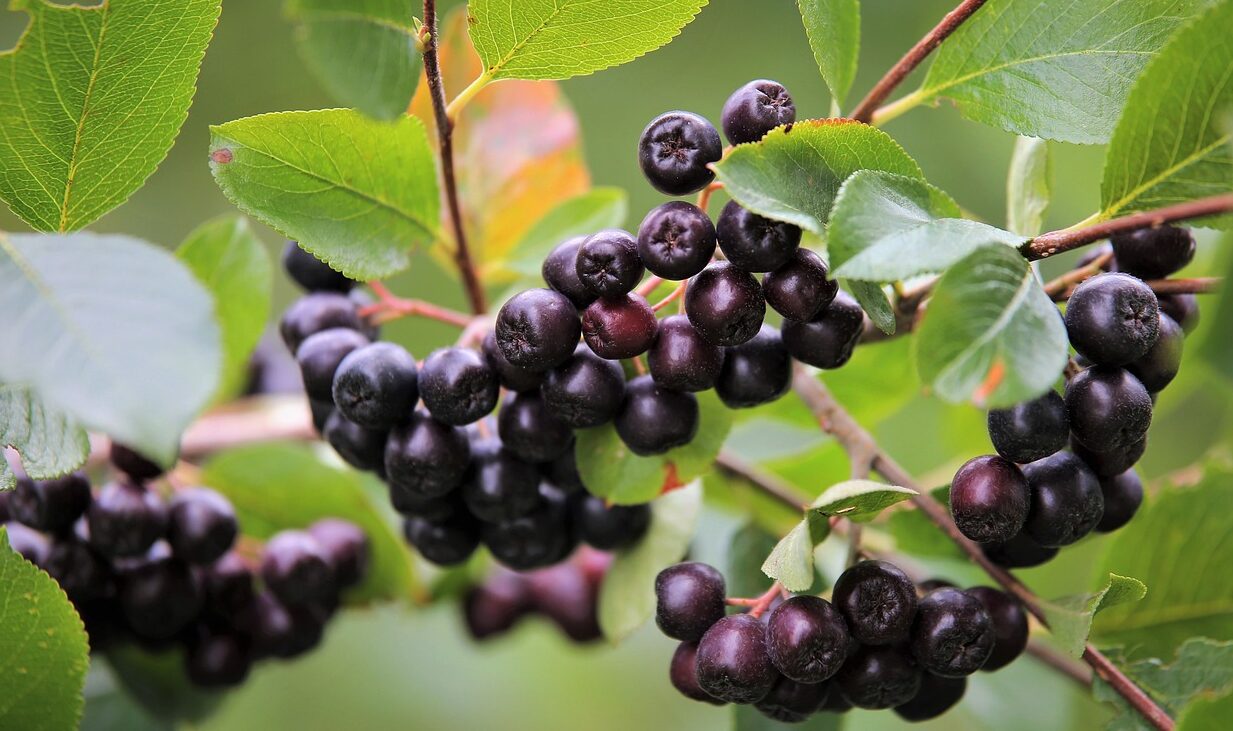 Aronia