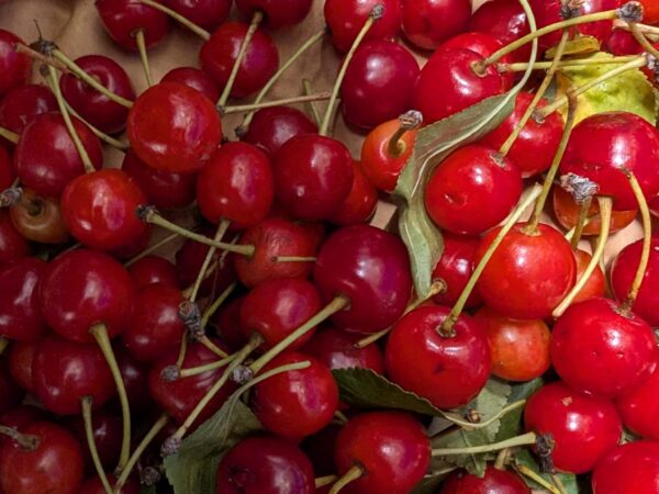 Cerises griottes (petit sac)