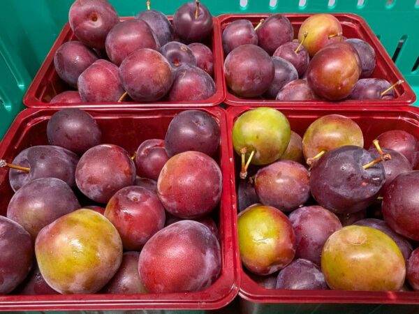 Prunes-cerises New Oka