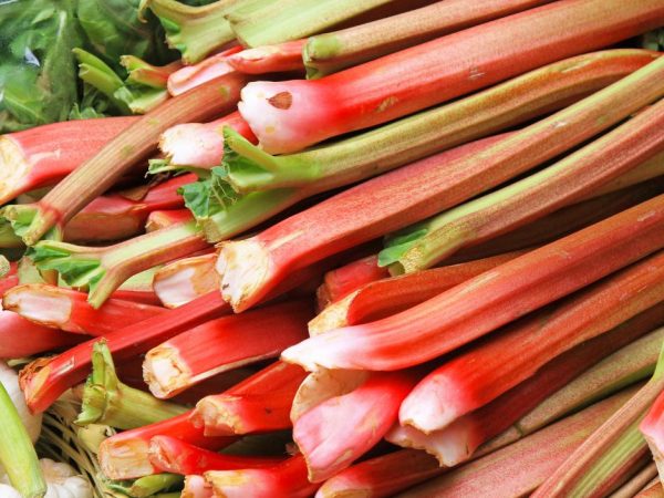 Rhubarbe fraîche